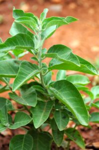 green leaved ashwagandha, whole plant