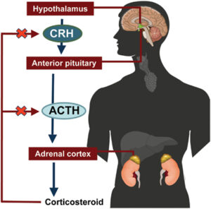 HPA axis diagram