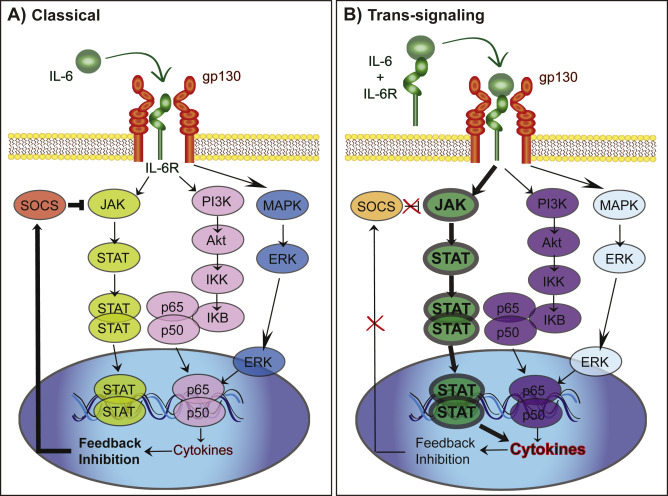 A)classical IL-6 vs B) Trans-signaling IL-6. Figure B) is shown to be overexpressed in bipolar patients